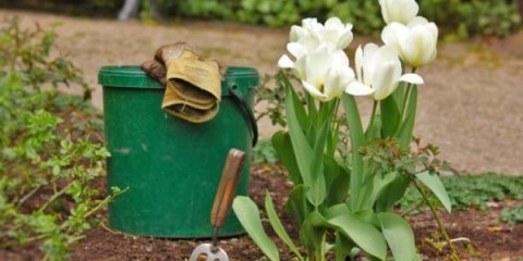 Kada presaditi tulipane nakon cvatnje